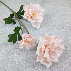 히아신스
