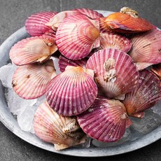 단디프레시 남해안 생물가리비, 1.5kg, 1박스