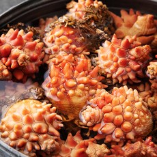 아라보감 국산 자연산 활멍게 (냉장), 2kg, 1개