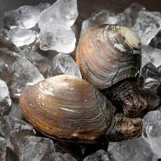 남해안 산지직송 자연산 생물 코끼리조개 (냉장), 500g, 1개