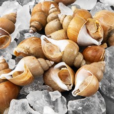 해선생 포항시 인증 산지직송 산소안은 백고동 대 (냉장), 1kg(15미), 1개
