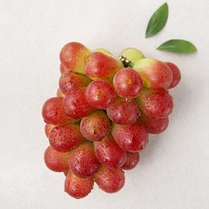 가족 써니돌체 포도, 500g, 1개