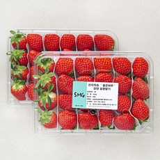 좋은하루 산지직송 담양 설향 딸기, 2팩, 500g