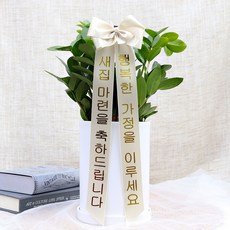 블뤼엔 생화 이사선물 공기정화식물 금전수 + 화분 + 화환리본 세트, 혼합색상, 1세트