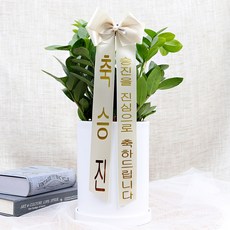 블뤼엔 생화 승진선물 공기정화식물 금전수 + 화분 + 화환리본 세트, 혼합색상, 1세트