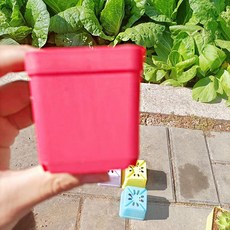 나나 컬러풀 사각 다육이 화분 30p, 레드