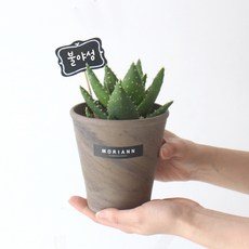 모리앤 독일토분에 심은 다육이 불야성, 혼합색상, 1개