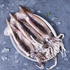 부산 13번 중매인 국내산 초코 오징어, 950g(대 3미), 1개