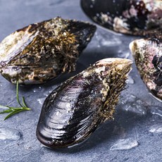 피시원 산지직송 자연산 돌홍합, 2kg(특, 4~8미), 1박스