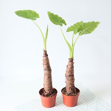 모리앤 알로카시아 오도라 포트식물, 혼합색상, 2개
