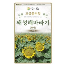 다농 왜성해바라기 씨앗 황색 30p, 1개