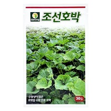 다농 조선호박 씨앗 30립, 1개
