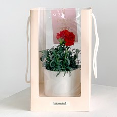 비에프에이 프레시가든 생화 카네이션 + 크리스탈 캐리어 + 화분 세트, 혼합색상, 1세트