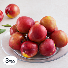 아주마 저탄소 인증 산지직송 영동 후무사 자두, 1kg(대), 3박스