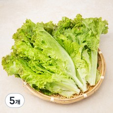 국내산 포기상추, 300g, 5개