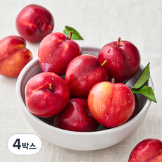 아주마 산지직송 저탄소 인증 대석 왕 자두, 1kg, 4박스