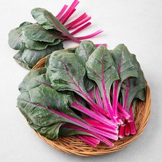 적근대 국내산, 2kg, 1개