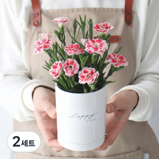 모리앤 감사합니다 카네이션 화분, 핑크, 2세트