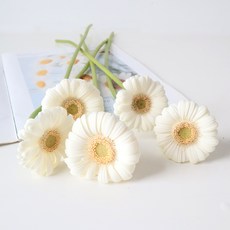 모리앤 생화 거베라 5대, 크림아이보리