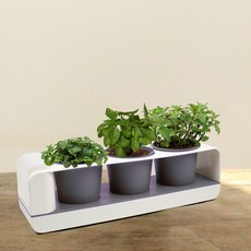 반얀트리아로마테라피밤