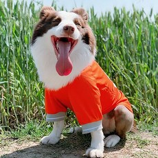 강아지 쿨 매쉬 티셔츠 중대형견용, 오렌지