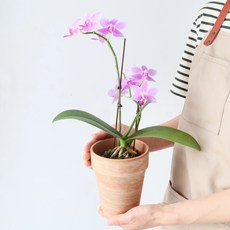 모리앤 만천홍 호접란 마블화분, 퍼플핑크, 1개