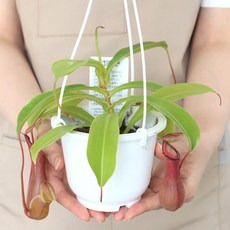 모리앤 벌레잡이 식물대식가 네펜데스 포트식물, 혼합색상, 1개 혼합색상, 1개