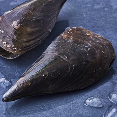 산지직송 바다림 생물 키조개 2미 (냉장), 300g 내외, 1개