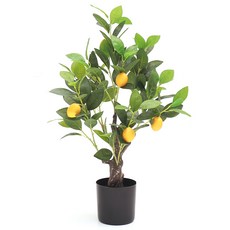 추천2 레몬나무