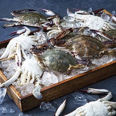 피시원 신진도 산지직송 살이 꽉찬 숫꽃게 9~15미, 3kg, 1개