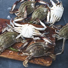 바다미식회 신진도 산지직송 살이 꽉찬 가을 숫꽃게 (냉장), 3kg(9~12미), 1개