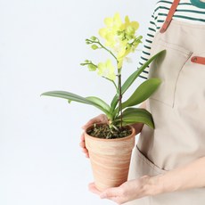 모리앤 만천홍 호접란 마블화분, 그린옐로우, 1개
