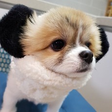 도그맘 반려동물 뽀글이워머, 팬더