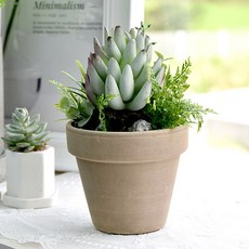 다육이와꼬마정원