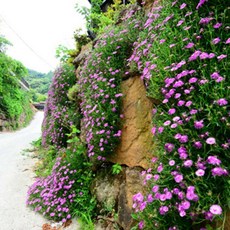곡성기차마을레일바이크