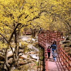 추천2 구례산수유축제