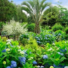 휴애리수국축제