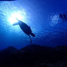 [사이판] 초보도 가능한 스쿠버다이빙 체험 클래스