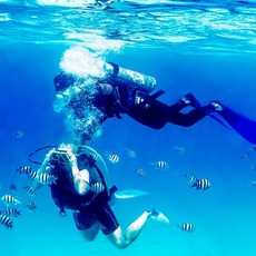 [세부] 단독 세부 여행 체험다이빙 액티비티 + 어메이징쇼 콤보팩 (한국인 가이드)