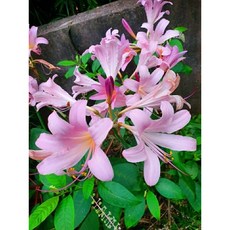 상사화
