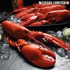 캐나다 랍스터(500~700g)*총 2마리/ 1.2kg 이상, 없음