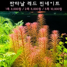 판타날레드핀네이트