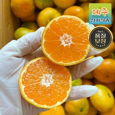 [산지직송] 제주 서귀포 당도선별 노지 귤 제철 감귤 1kg 3kg 5kg 7kg 10kg