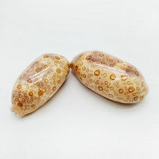 장식 아르거스 아이드 조경 바다 수족관 머리 장식품 뱀의 조개 카우리 탈파리아