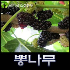 오디나무 오디나무묘목 왕오디나무묘목 약나무 과일나무묘목 슈퍼오디나무, 1개
