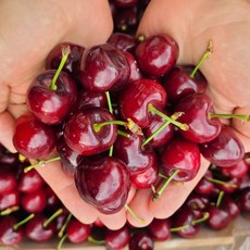 냉동다크체리씨