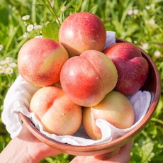 신비복숭아 여름신비 이노센스 백도 복숭아 경산 고당도, 1박스, [프리미엄]이노센스 특대 2kg(7과내외)