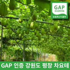 국내산 차요테 우수관리 인증 GAP 국산 chayote 차요태 특수야채 1~10키로, 1박스, 10kg