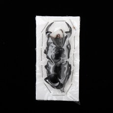 Dorcus grandis grandis 그란디스왕사슴벌레, 60mm+, 1개