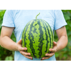 고당도 우곡 수박 맹동 무등산 함안 노지 하우스 프리미엄 당도선별, 1통(7~7.5kg 내외), 1개